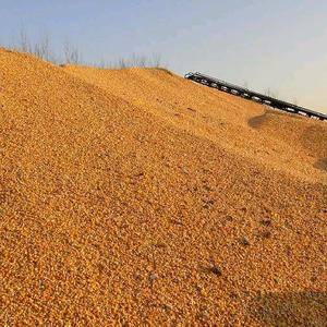 新疆伊犁干黄玉米需要的联系