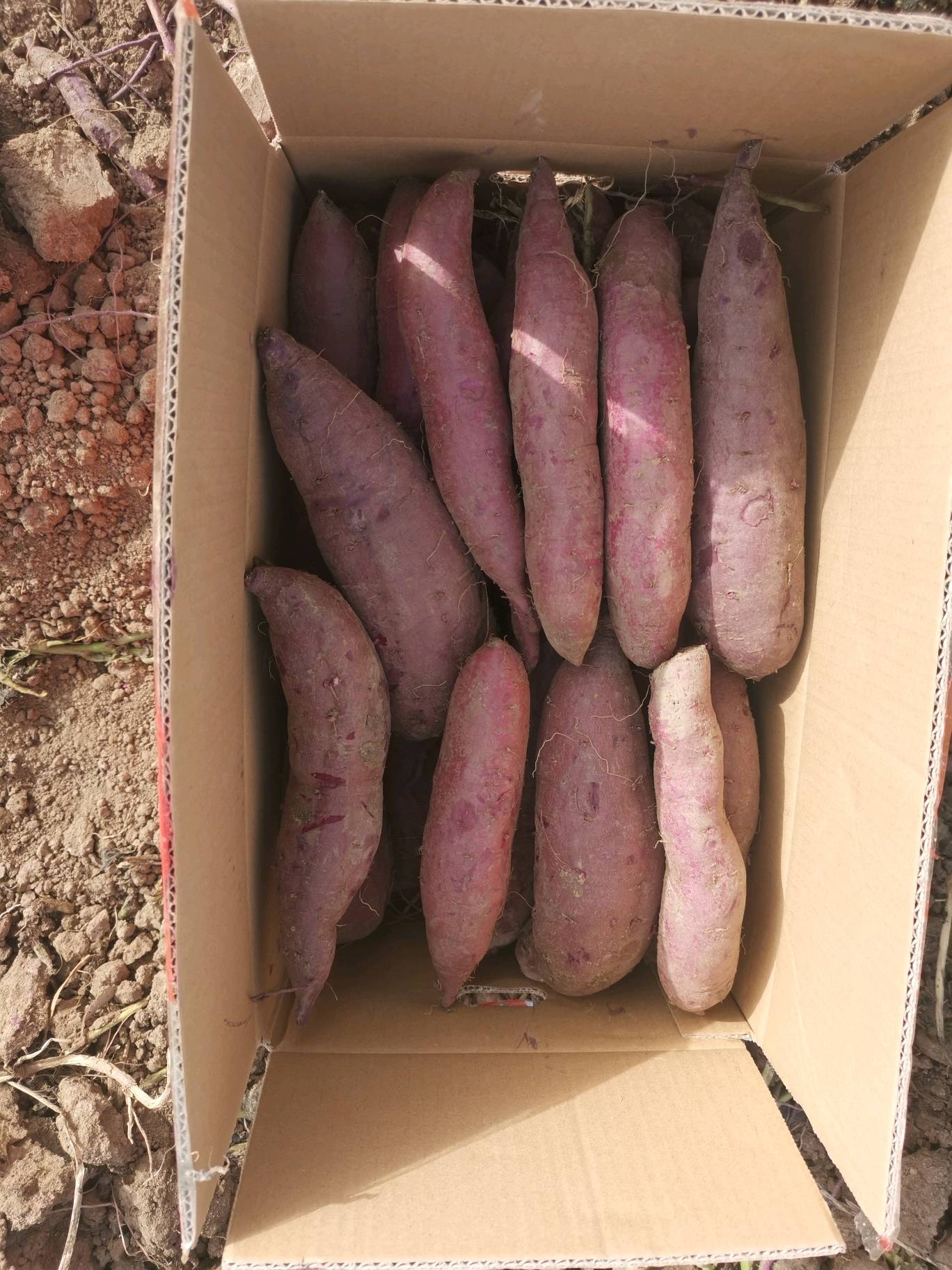 2020年自有基地紫罗兰紫薯，3两以上统货，10KG纸箱装，货在东营广饶，急售40吨。