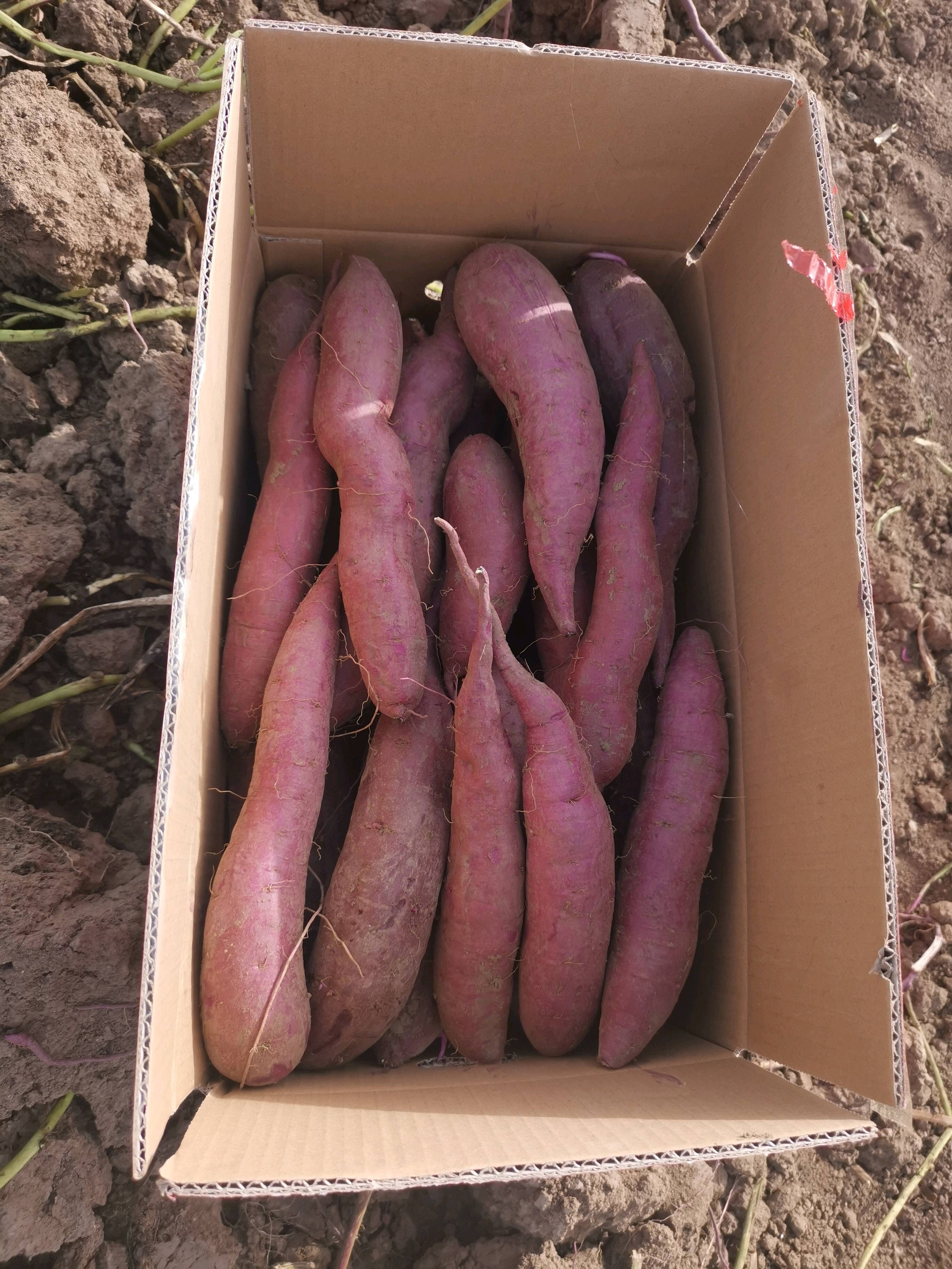 2020年自有基地紫罗兰紫薯，3两以上统货，10KG纸箱装，货在东营广饶，急售40吨。