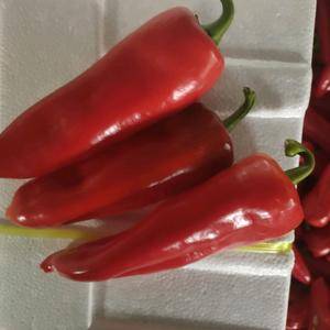 本地红泡椒大量上市产地直发一手货源，红椒条形好，质量好