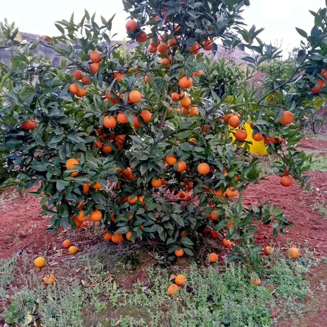 （预售）自家果园种植塔罗科血橙和沃柑！136002501...