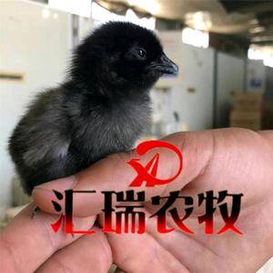 禽苗业务咨询☞182 7353 5659 自产自销纯种五黑一绿绿壳蛋鸡苗