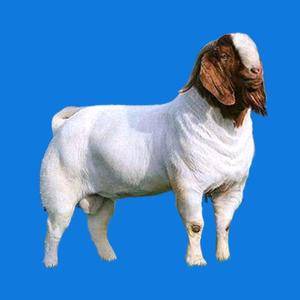 纯种波尔山羊 羔羊 基础母羊 小公羊全国无死角发货 两只全国包邮 财富热线:15269797444微信同号