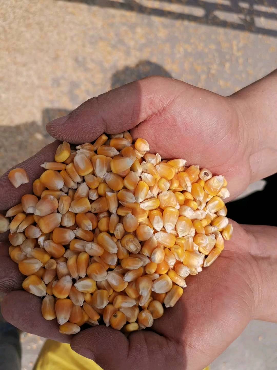缅甸玉米二等玉米2300一吨，需要的电话15094204986