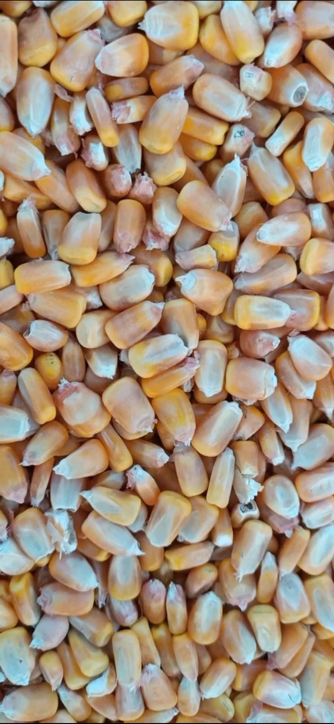 赤峰2020年秋季玉米粒，大量现货超干玉米。1.48元/斤，自提，量大电议