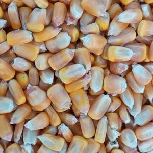 赤峰2020年秋季玉米粒，大量现货超干玉米。1.48元/...