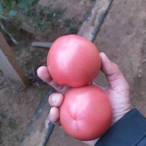 硬粉西红柿大量上市