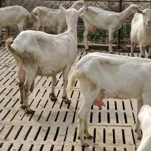 萨能奶山羊，天产奶量8-12斤