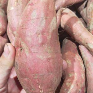 常年培育红薯苗。欢迎采购