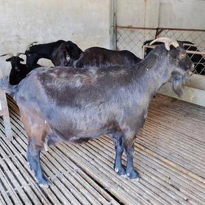 努比亚黑山羊，支持视频挑选，全国包邮，一只也发货