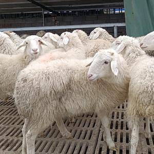小尾寒羊头胎怀孕母羊，澳洲白母羊，黑头杜泊绵羊支持视频选...
