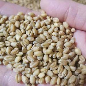 出售小麦内蒙古通辽市科尔沁33吨货有需要的联系15848853609