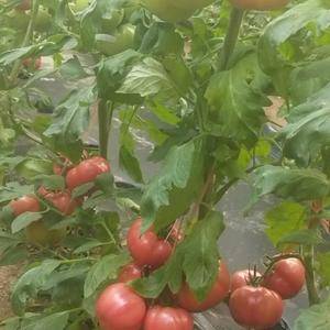 大棚无公害水果西红柿，13145960521