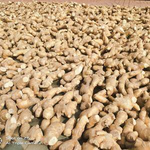 莱芜东汶南村供应优质姜种，品种丰富，欢迎订购！
亓经理13863467890