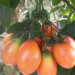 树番茄是一种南方才有的蔬菜水果同类的农产品，血压高的人吃...