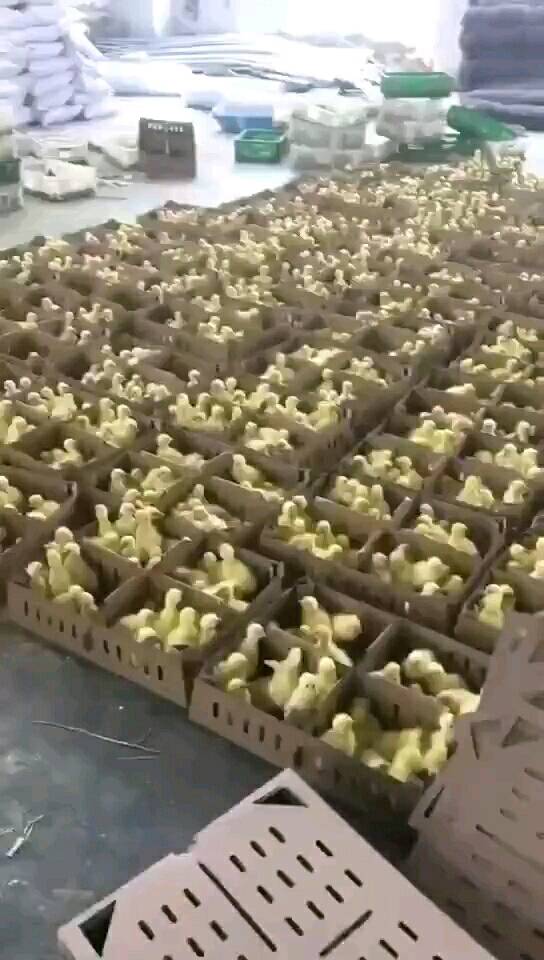 本孵化公司长期提供大小品种鸡鸭鹅苗，诚招全国各地代理商，...