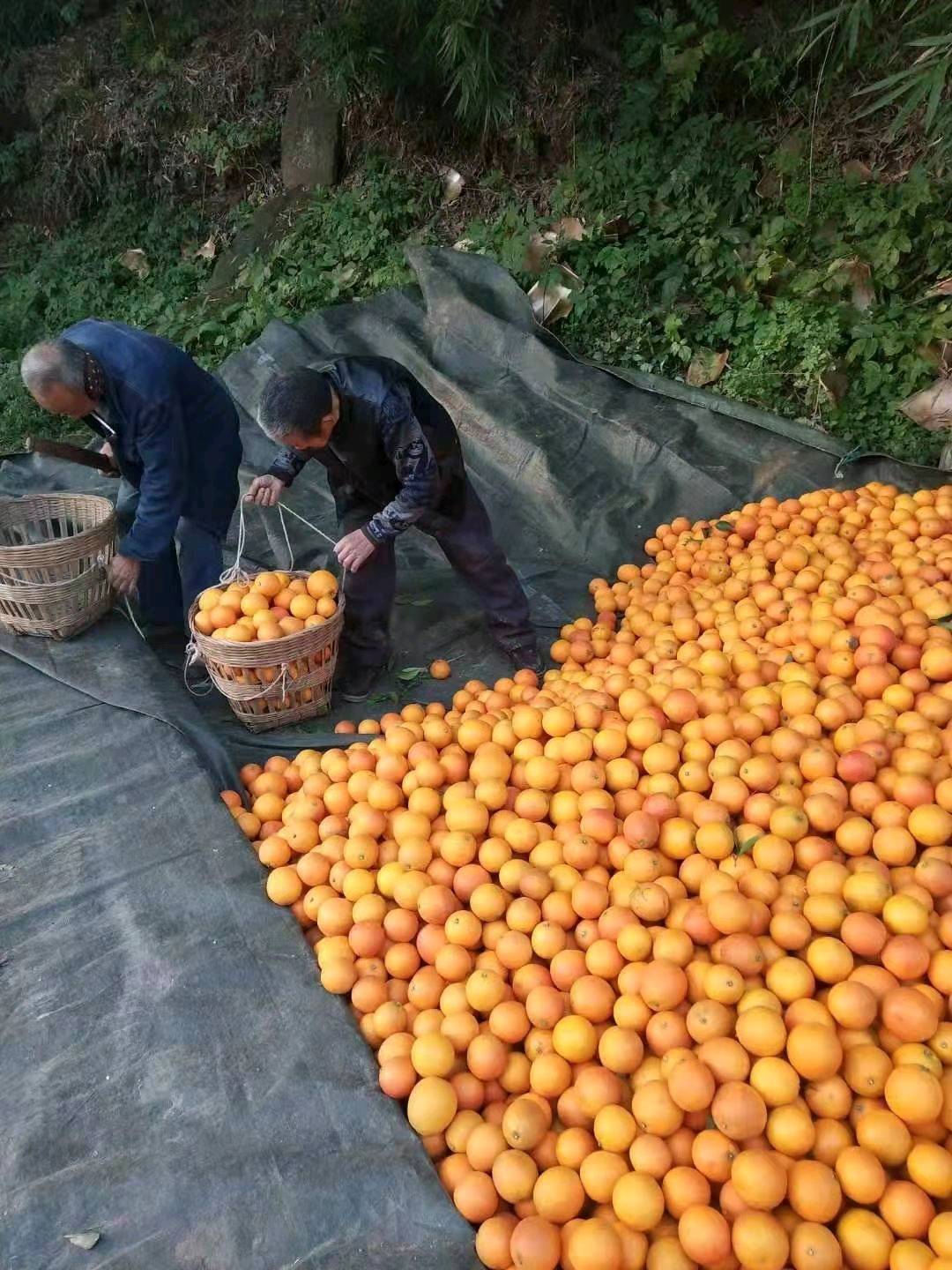 资阳血橙单个重量3-4两，大个的7—8两。数量10000斤。