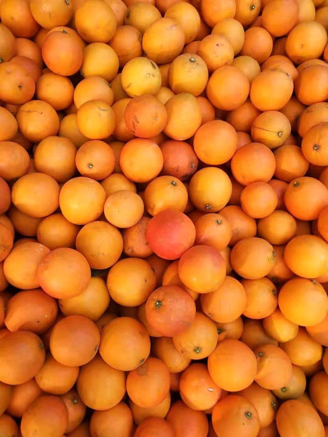 资阳血橙单个重量3-4两，大个的7—8两。数量10000斤。
