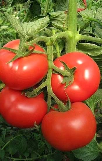 专业种植大棚明珠西红柿