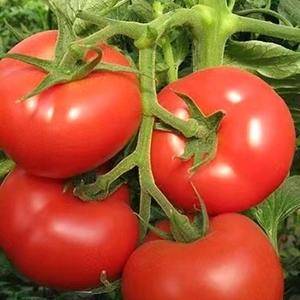 专业种植大棚明珠西红柿