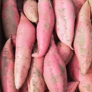 济薯26红薯板栗薯大量供应中，18053993441货源充足价格便宜支持全国发货质量保证