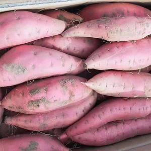 济薯26红薯板栗薯大量供应中，18053993441货源充足价格便宜支持全国发货质量保证