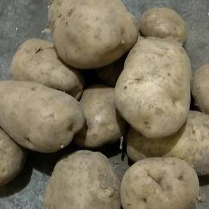 供销土豆，自家种的2000斤左右，有需求可以联系1821...