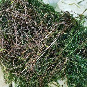 伊乐藻是一种优质、速生、高产的沉水植物，原产美洲。其营养...