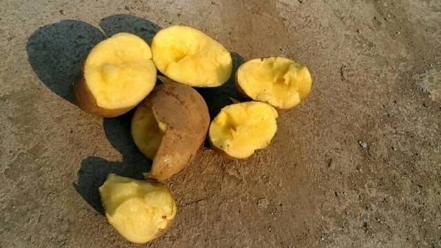 牡丹江尤金885土豆，是市场上非常认可的品种，黄皮黄心，薯型好，薯型平均6---9两1斤左右，皮毛亮，口感好，芽眼浅，
常年货源不断，发往全国各地，
每年7
