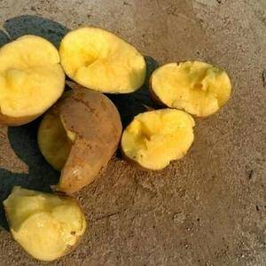 牡丹江尤金885土豆，是市场上非常认可的品种，黄皮黄心，...