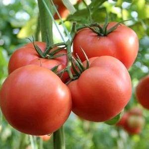 大量西红柿，价格便宜，有意联系13151348875