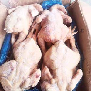 大肉食鸡10.5公斤箱装4/5只，临期