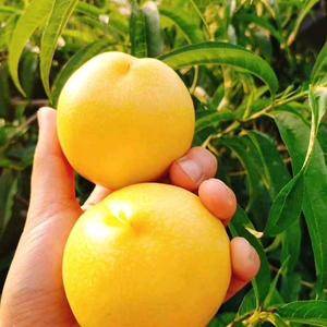 油桃大量供应15265199952黄油桃黄肉的油桃大量上...