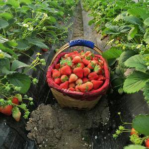 安徽蚌埠徐郢村千亩草莓园大量供应红颜草莓，欢迎批发商过来...