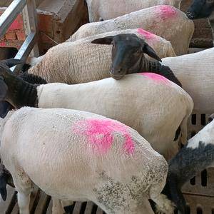 杜寒杂交，澳洲白，头胎二胎怀孕母羊支持全国发货，疫苗齐全...