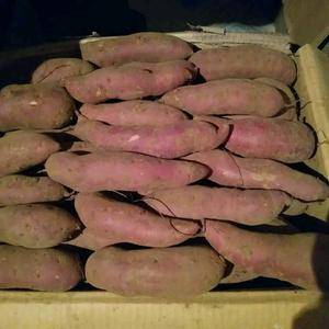 早丰红薯苗产量7000斤左右龙薯九产量7000左右，出苗...