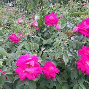 新疆和田有机玫瑰花，天然无污染。无熏蒸，香味浓郁自然！常...