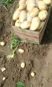 刚上市的新大棚土豆