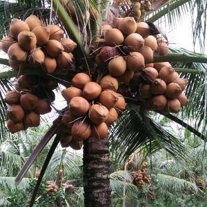 海南青椰子，红椰，金椰子批发零售中…场地直销
金椰子，原名香水椰子，是绿矮椰子中的一个特异变种类型，原产于泰国沙威。金椰子最大的特色是糖分含量高，椰肉细腻松软