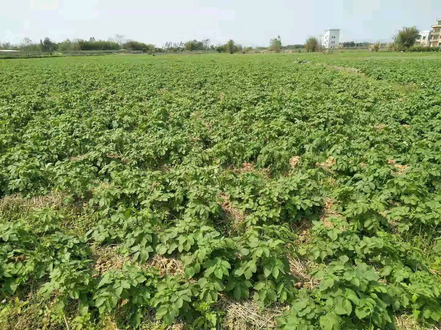 广西平南种植黄土豆，有20万斤待出售