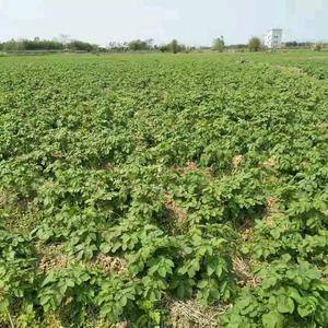 广西平南种植黄土豆，有20万斤待出售
