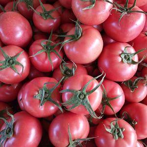 硬粉西红柿大量上市，质量高，货品优，价格廉。有需要请联系...