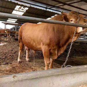 改良黄牛，五元改良，成牛能长到1300多斤，欢迎咨询，联...