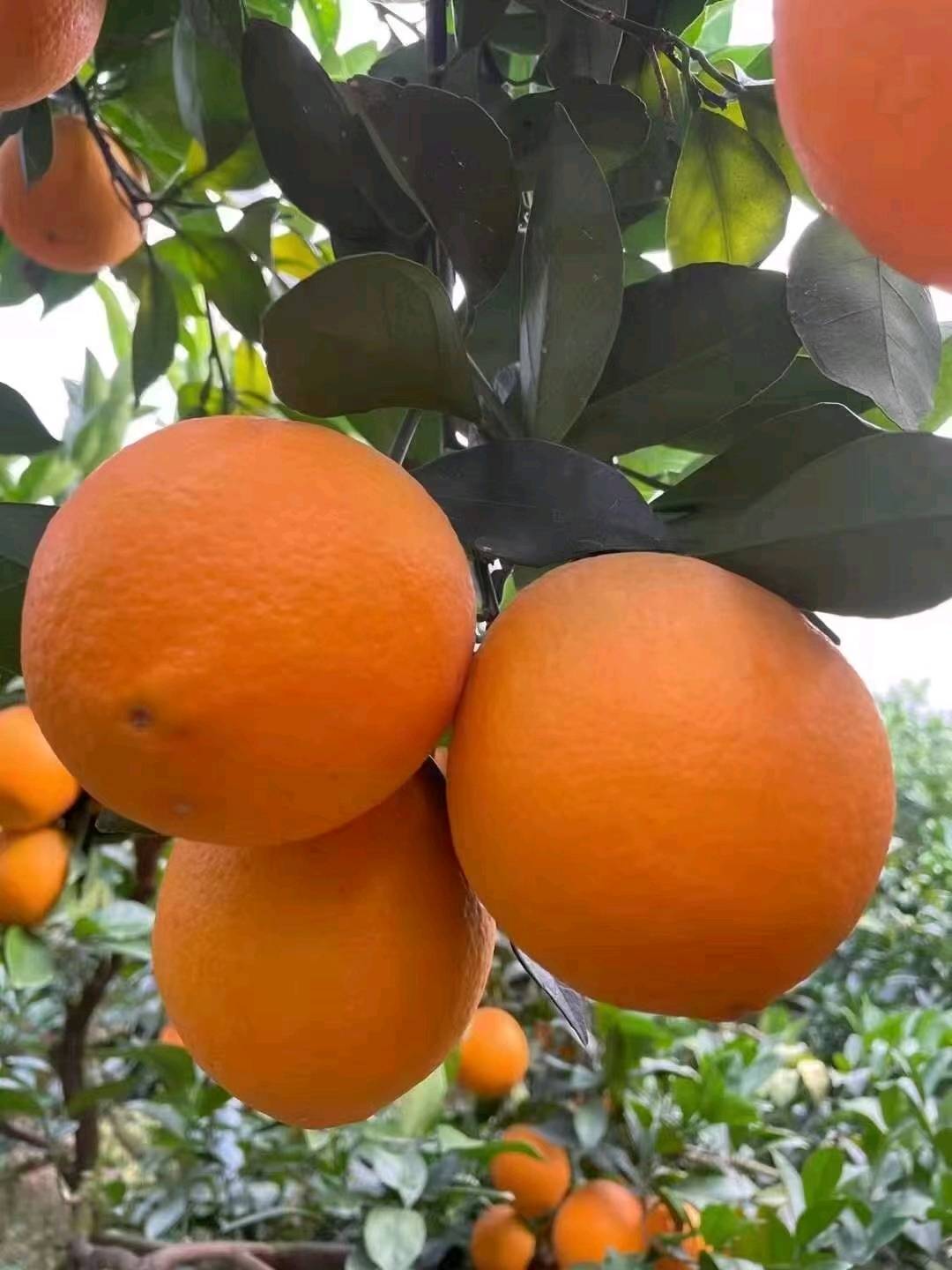   秭归脐橙（15997500576）微信同号 
 伦晚鲜橙 中华红红橙 夏橙 纽荷尔 长虹 园红 九月红等品种都有，量大从优。本人长期做宜昌橙子、蜜桔等相关
