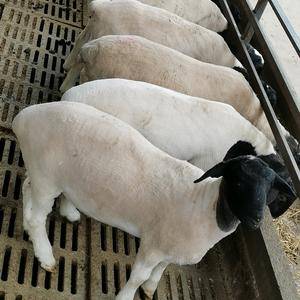 头胎怀孕母羊，黑头杜波种公羊，澳洲白，杜寒都有，欢迎咨询，电话16262751999