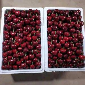 陕西省大荔县温室大棚的樱桃每年4月初大量上市，有温室棚，...