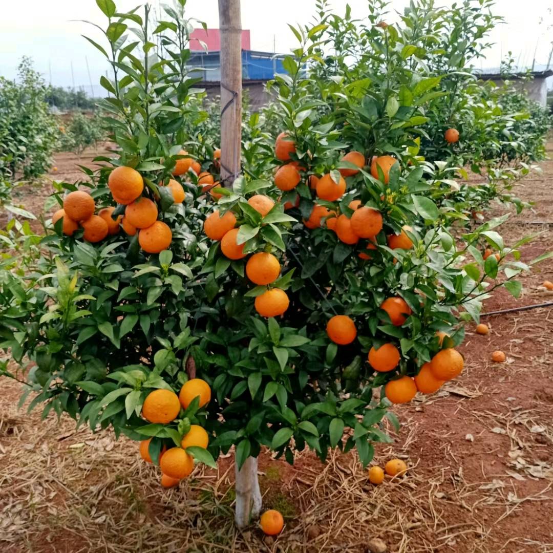 （预售）长期供应大量沃柑血橙 自家果园种植 13600250168