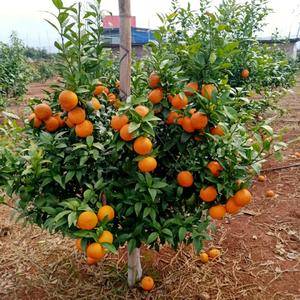 （预售）长期供应大量沃柑血橙 自家果园种植 136002...