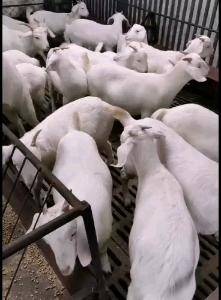 美国白山羊，涨势快，产崽率高，抗病能力强，好饲养，全国发货，一只也发货