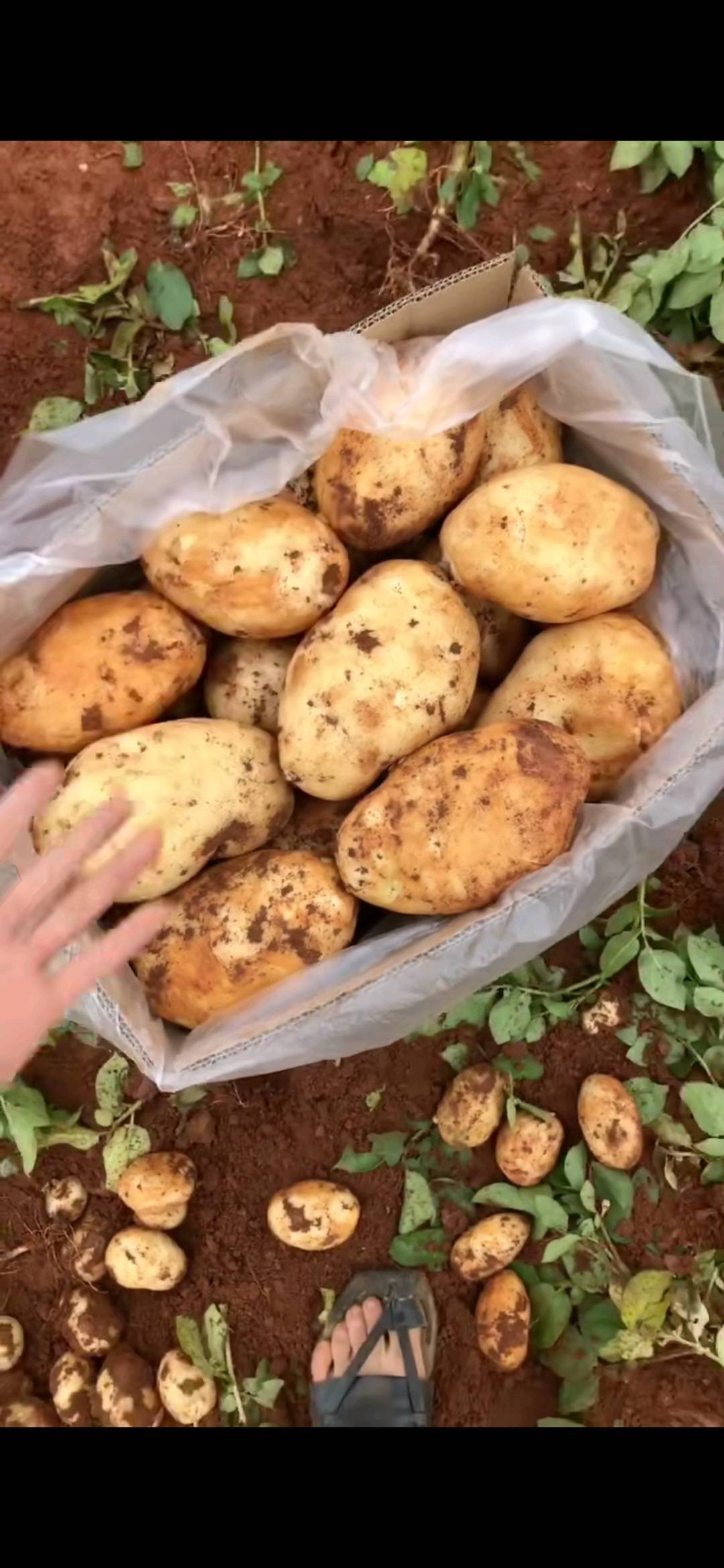 云南红土黄皮土豆，现货供应，有需要的联系！15958565525